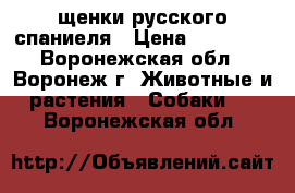 щенки русского спаниеля › Цена ­ 15 000 - Воронежская обл., Воронеж г. Животные и растения » Собаки   . Воронежская обл.